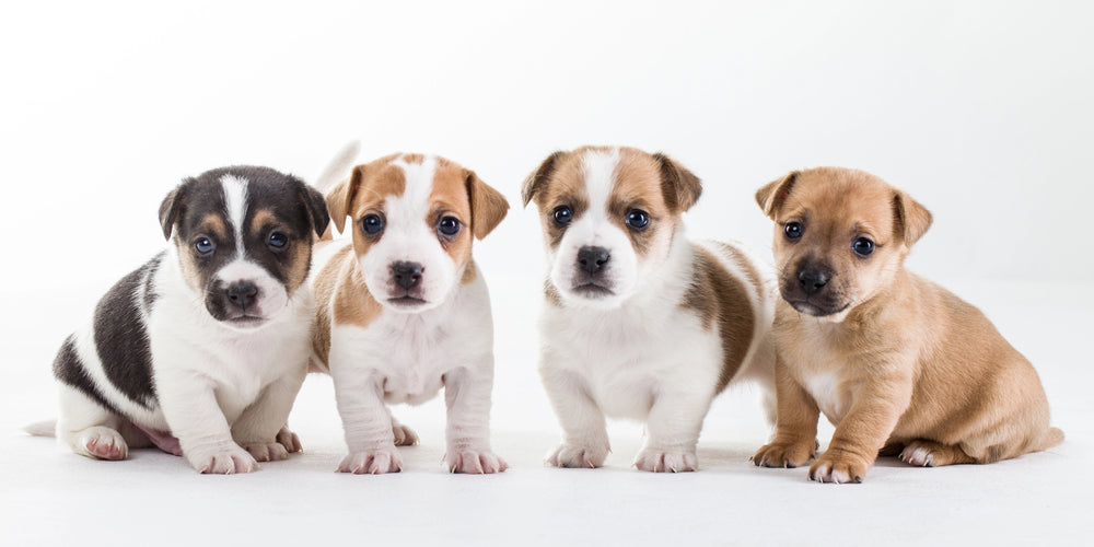 Puppies & Dogs
